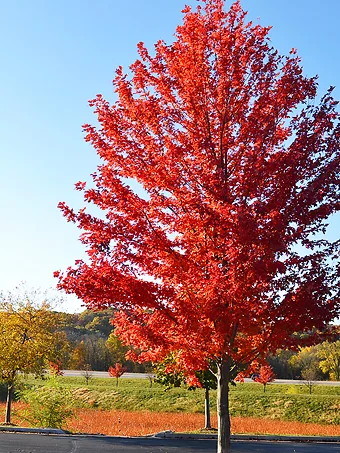 Unsightly black spots on maple leaves won't harm trees