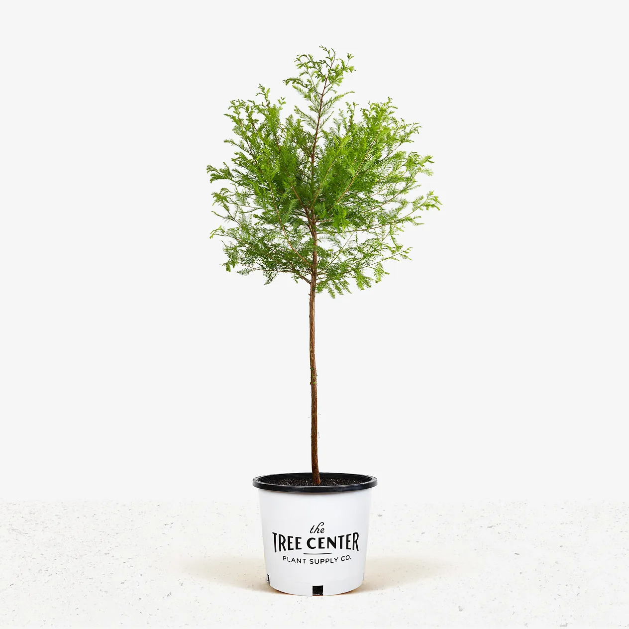 Bald Cypress Tree For Sale | The Tree Center