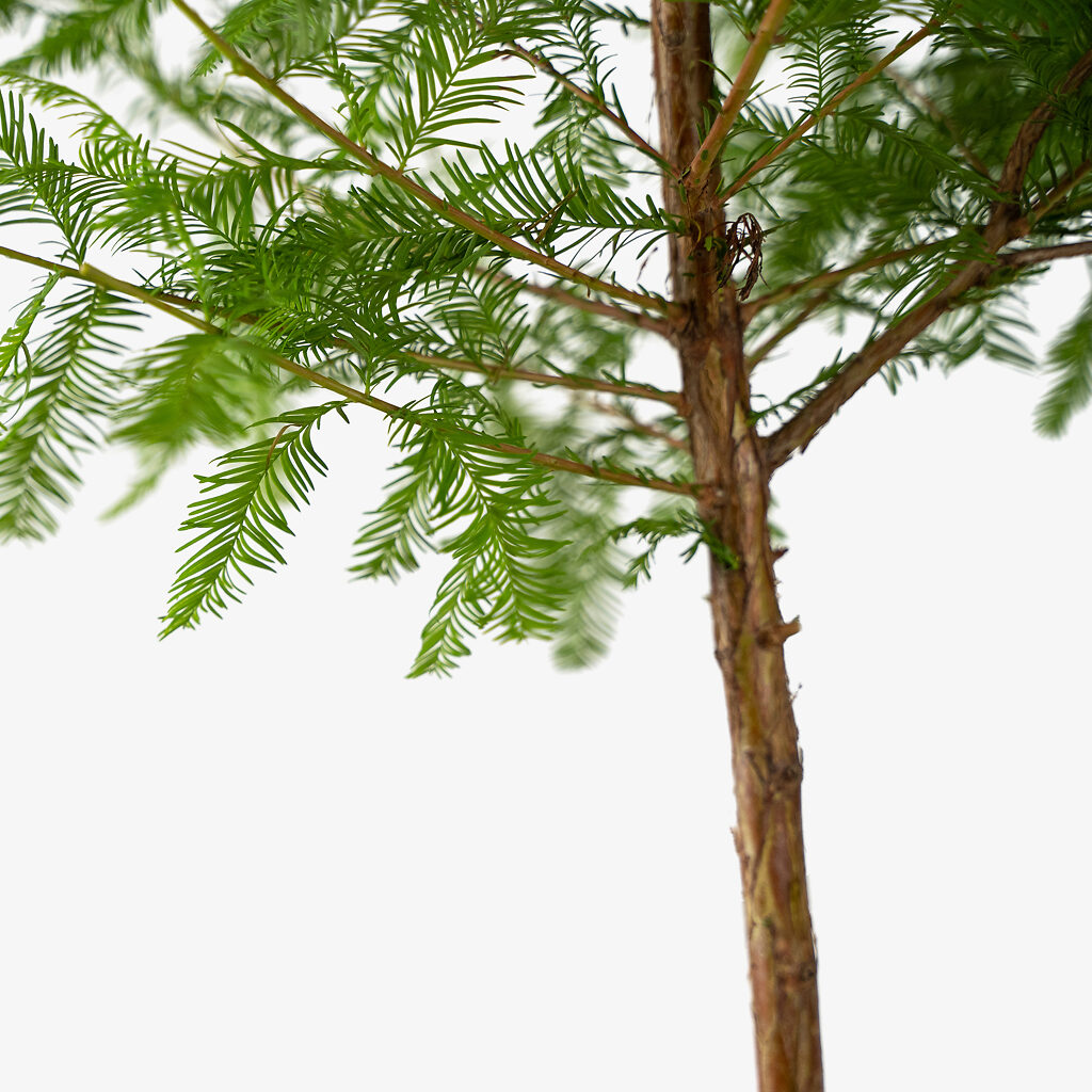Bald Cypress Tree For Sale | The Tree Center