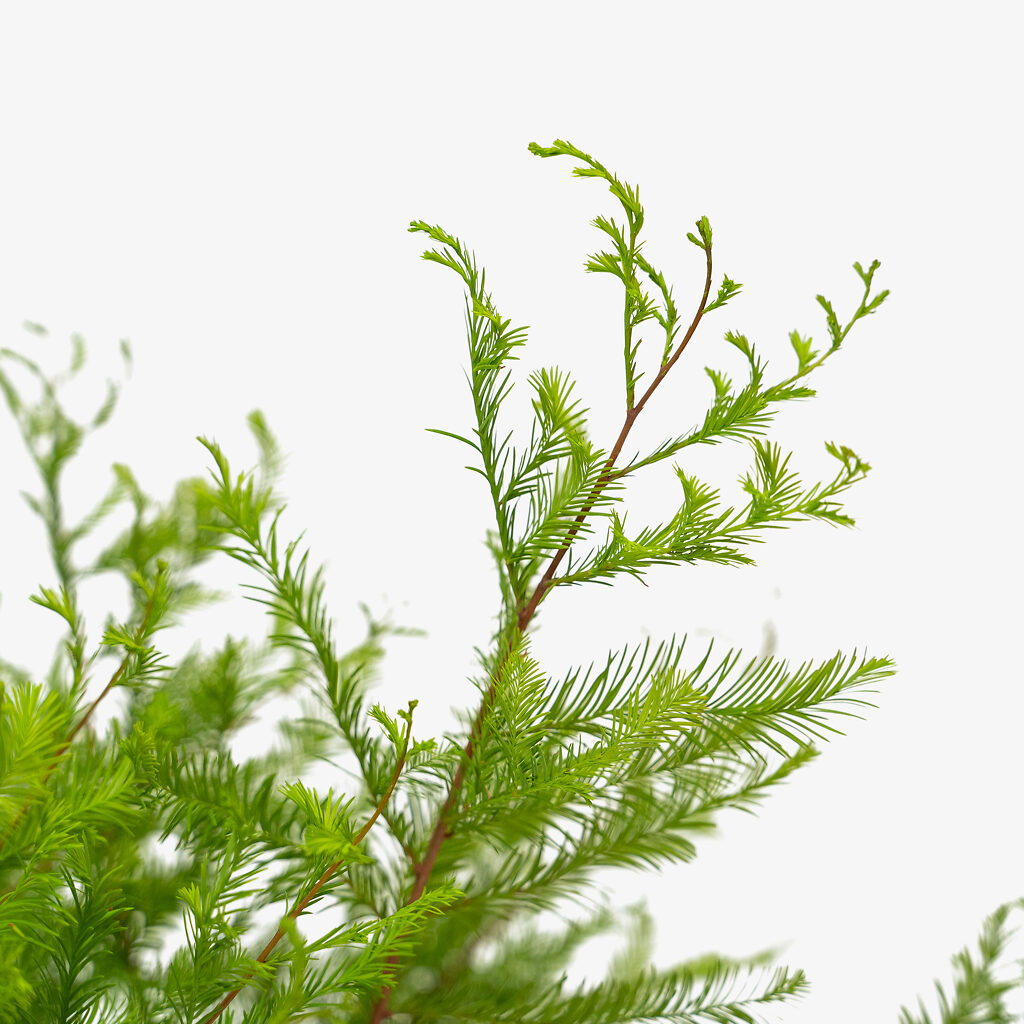 Bald Cypress Tree For Sale The Tree Center