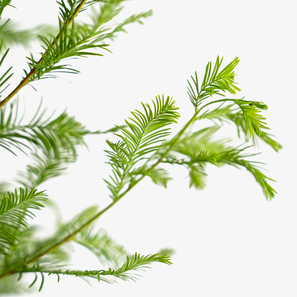 Bald Cypress Tree For Sale | The Tree Center