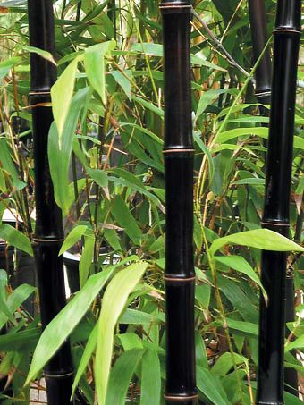 Black Bamboo