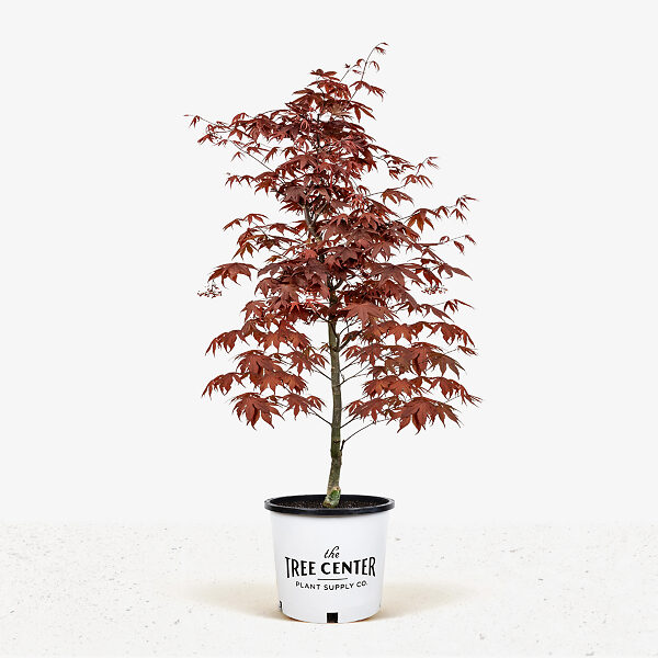 Bloodgood Japanese Maple For Sale Online The Tree Center