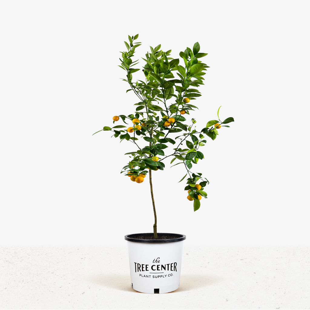 Calamondin Orange Tree For Sale Online
