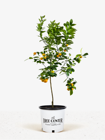 Calamondin Orange Tree