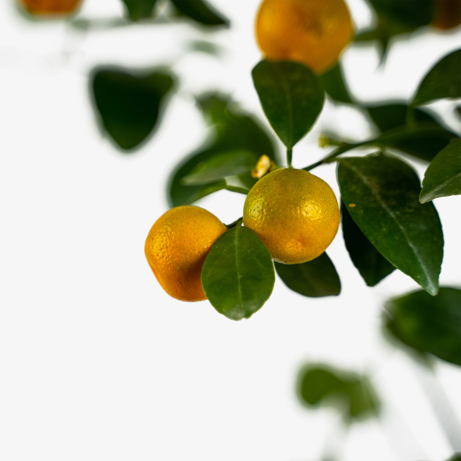 Calamondin Orange Tree For Sale Online The Tree Center