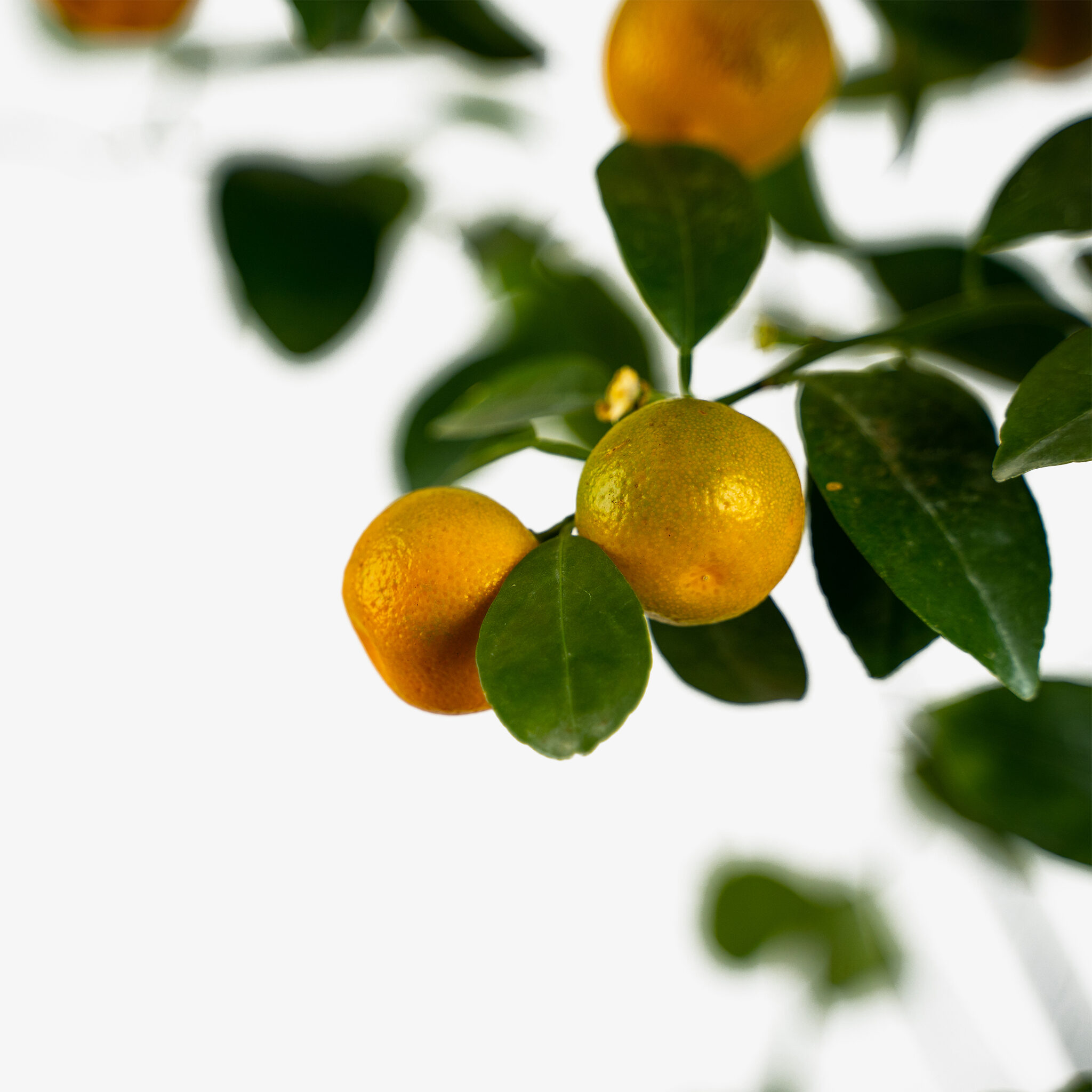 Calamondin Orange Tree For Sale Online | The Tree Center