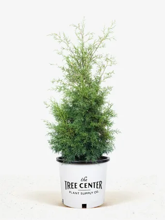 Carolina Sapphire Arizona Cypress