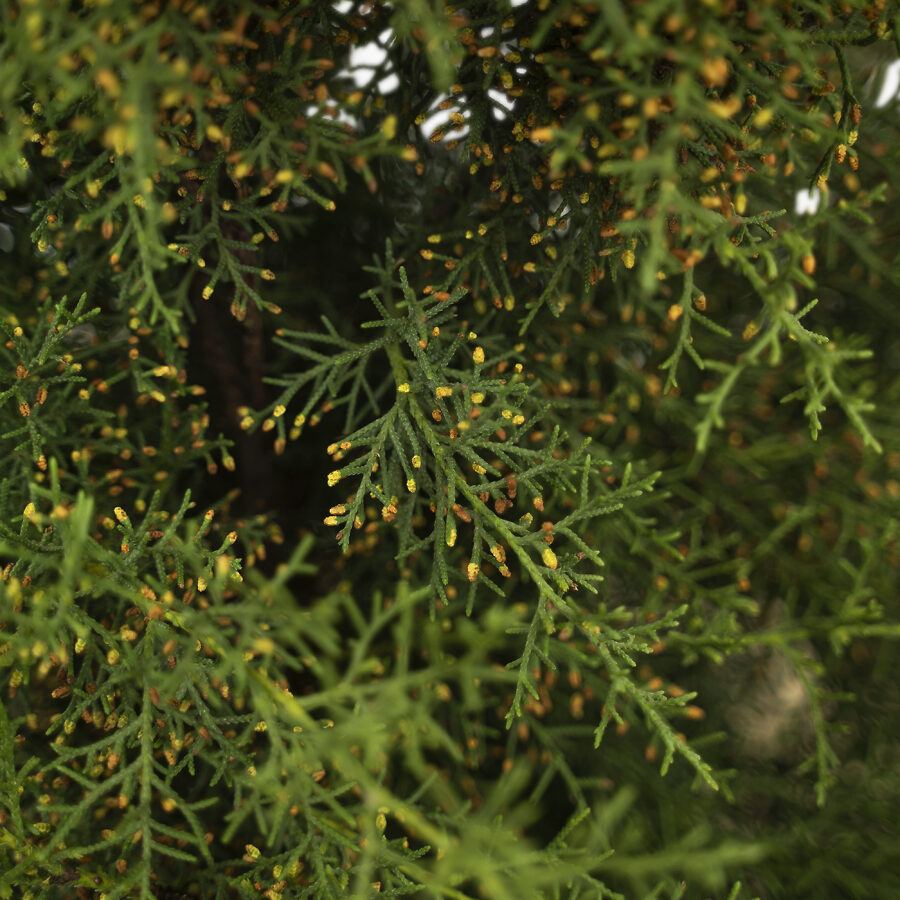 Arizona Cypress Drought Tolerant The Tree Center