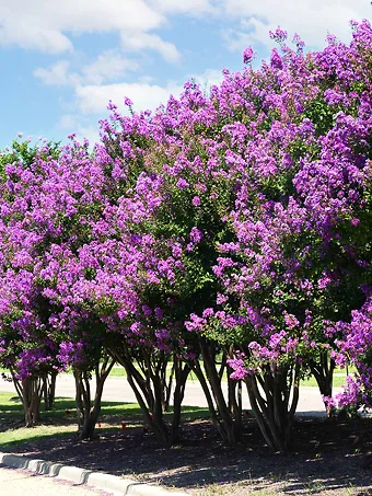 Catawba Crape Myrtle