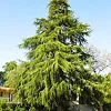 Deodar Cedar Tree For Sale Online | The Tree Center