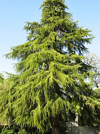 Deodar Cedar Tree
