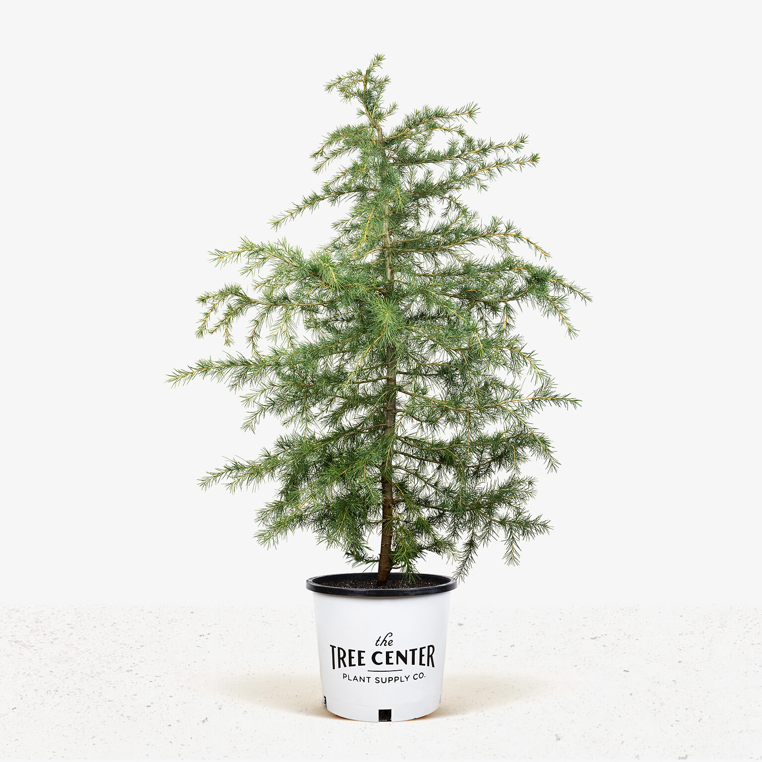 Deodar Cedar Tree For Sale Online The Tree Center
