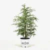 Deodar Cedar Tree For Sale Online | The Tree Center