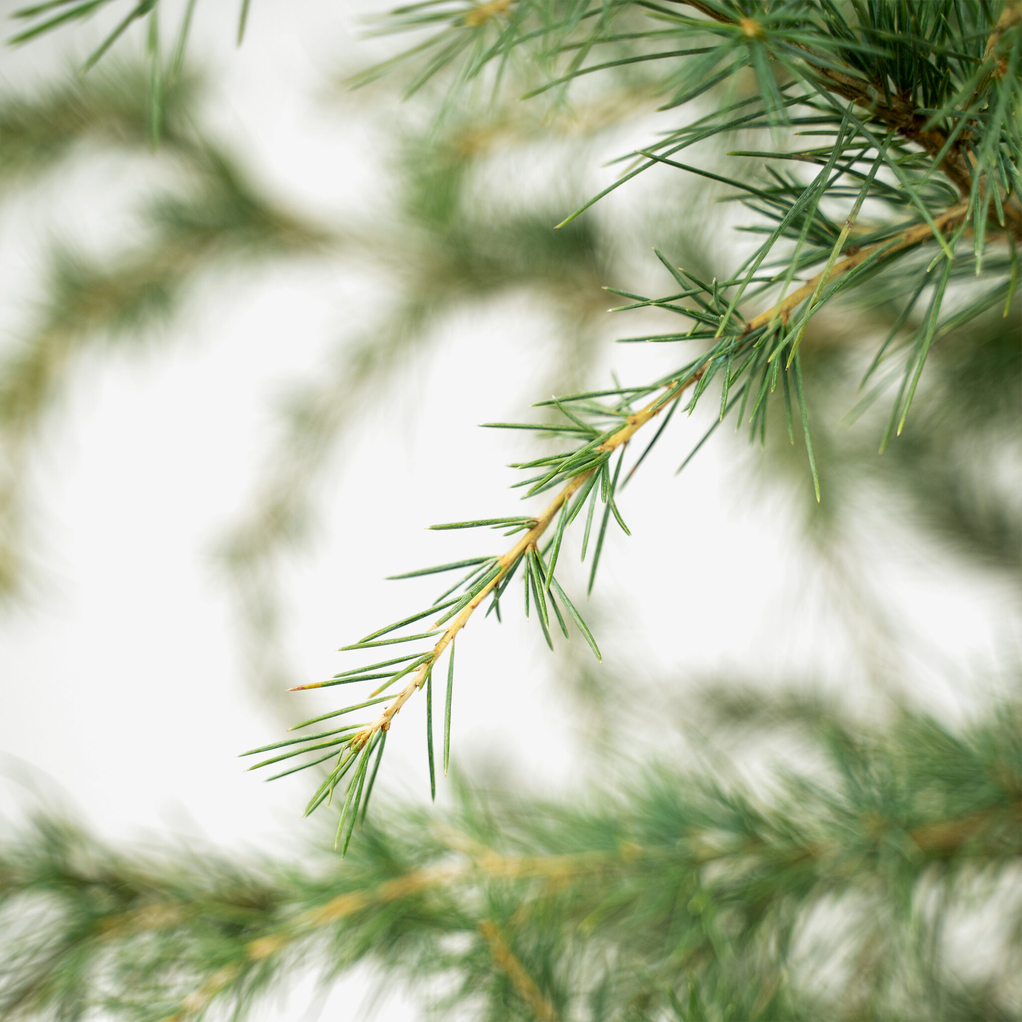 Deodar Cedar Tree For Sale Online | The Tree Center