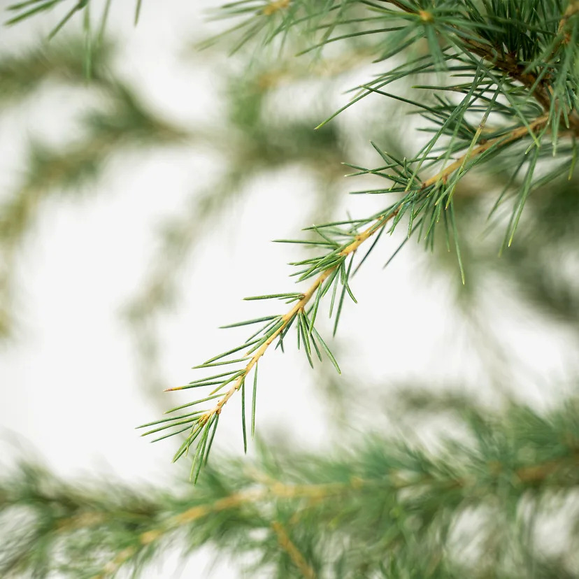 Deodar Cedar Tree For Sale Online | The Tree Center