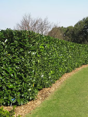 Dwarf English Cherry Laurel