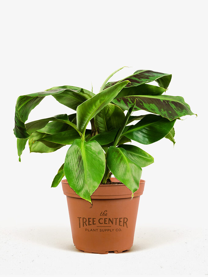 Buy Banana Trees Online The Tree Center