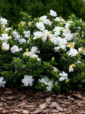 Dwarf Radicans Gardenia