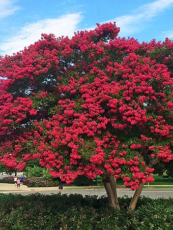 Dynamite Crape Myrtle