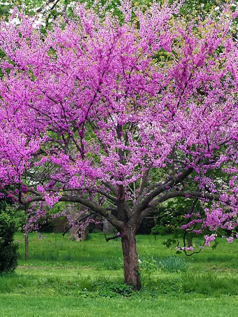 Eastern Redbud Tree