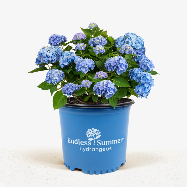 Image of A group of Endless Summer hydrangeas in pots in a garden