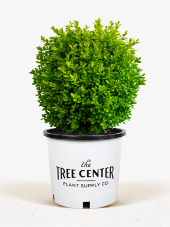 English Boxwood