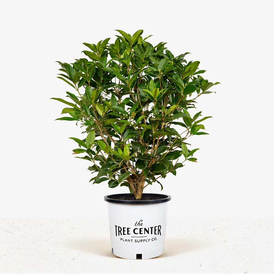 Osmanthus Tea Olive For Sale Online The Tree Center