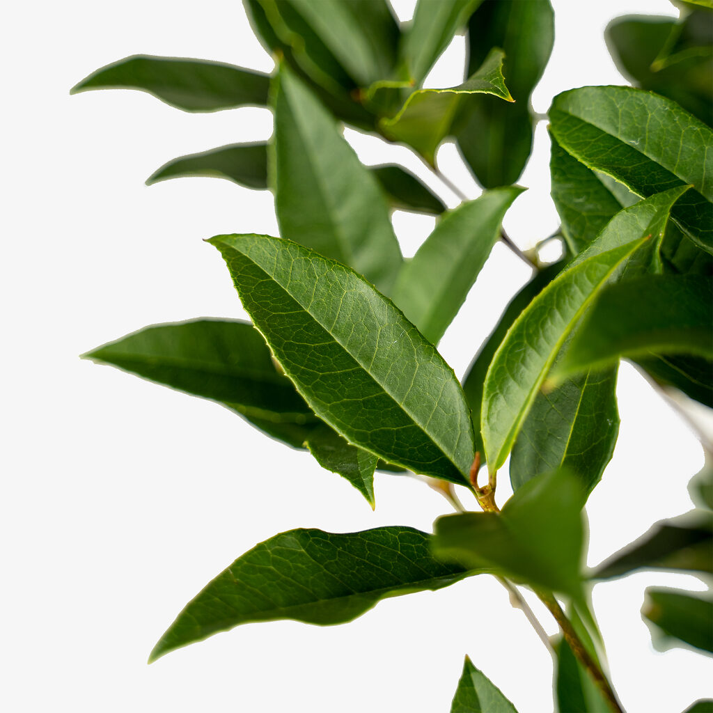 Osmanthus Tea Olive For Sale Online The Tree Center