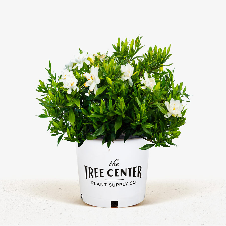 Frost Proof Gardenia For Sale Online | The Tree Center