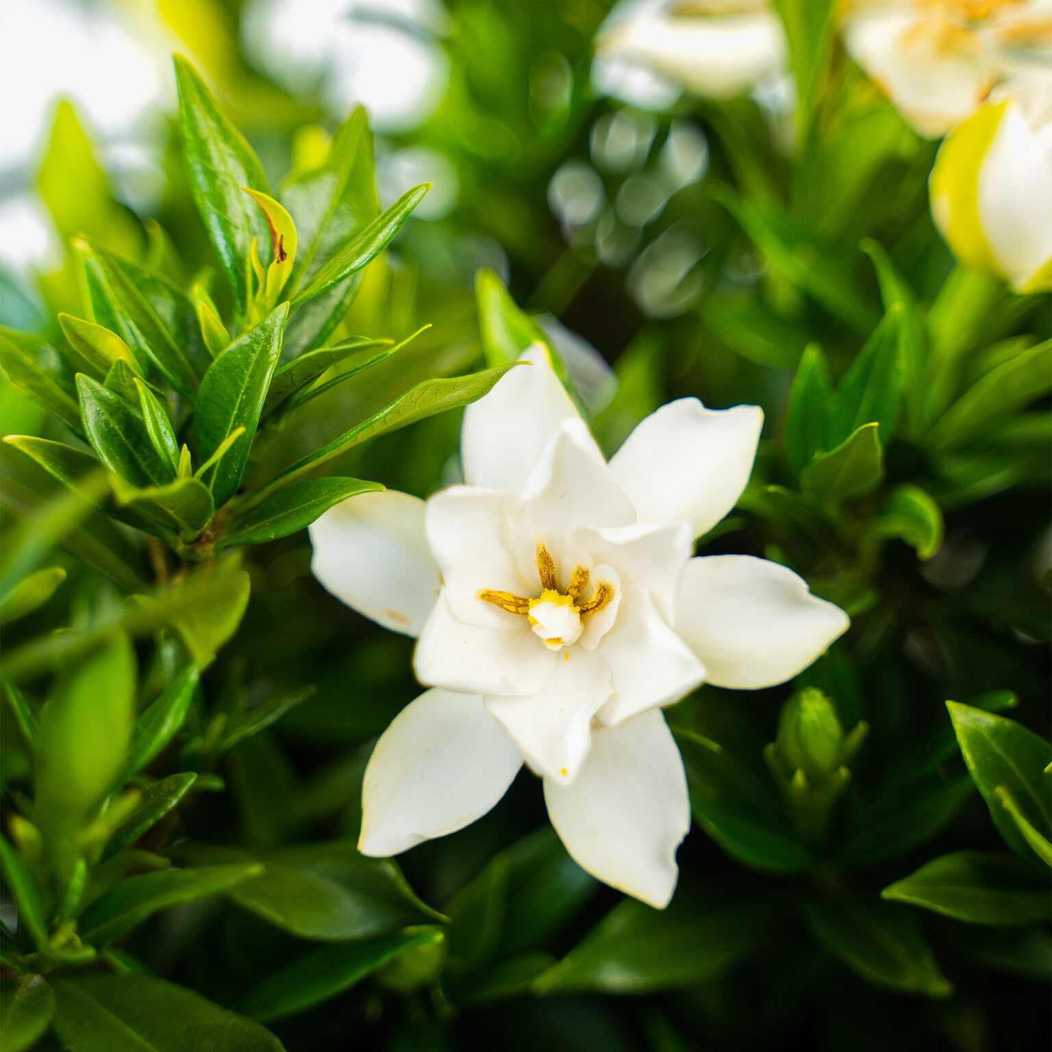 Frost Proof Gardenia For Sale Online The Tree Center