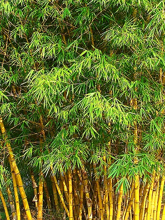 Golden Bamboo