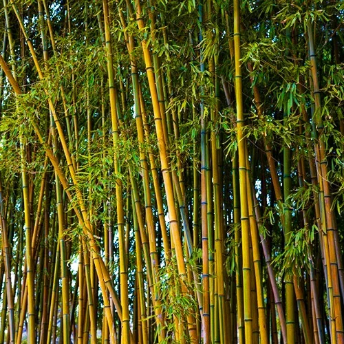 Golden Bamboo For Sale Online