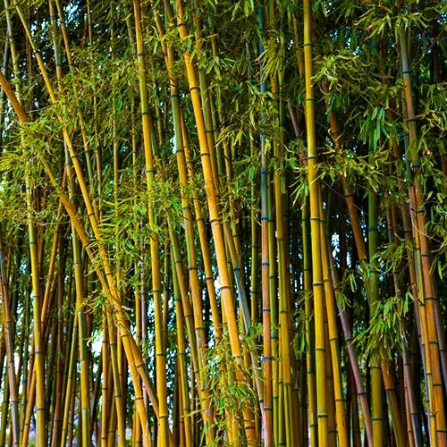 What is Bamboo Used for?