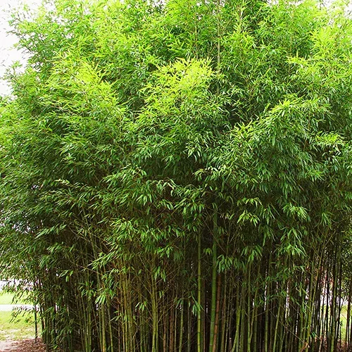 8 Amazing Bamboo Facts - One Tree Planted