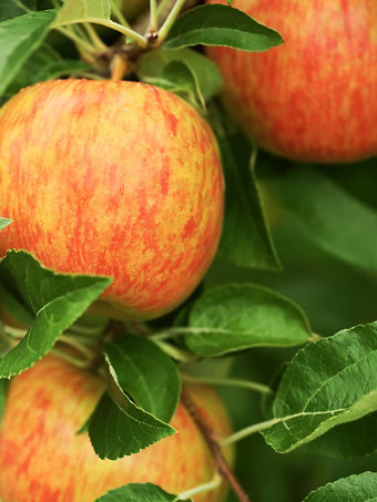 Honeycrisp Apple Tree