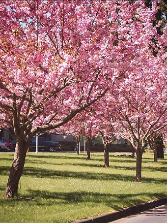 Kwanzan Cherry Trees In Park