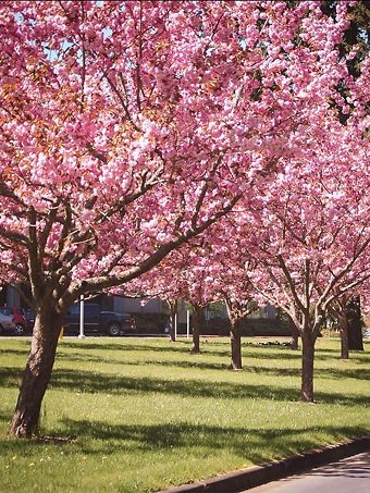 Cherry Blossom Tree The Tree Center