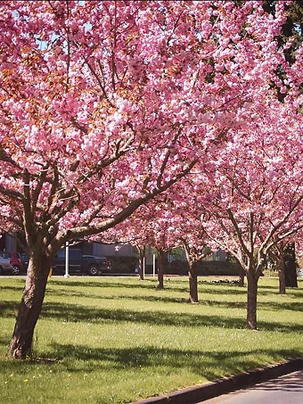 Kwanzan Cherry Trees In Park