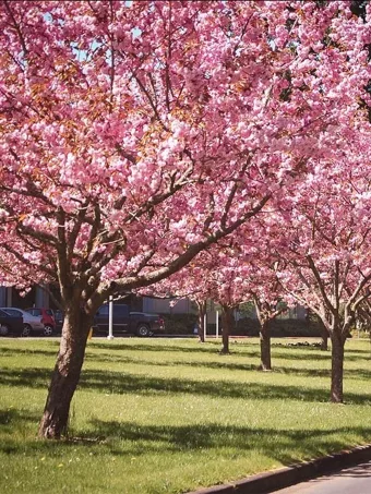 Kwanzan Cherry Trees In Park