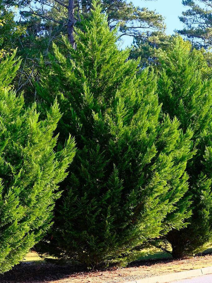 Cypress Trees For Sale Online | The Tree Center