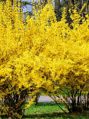 Lynwood Gold Forsythia