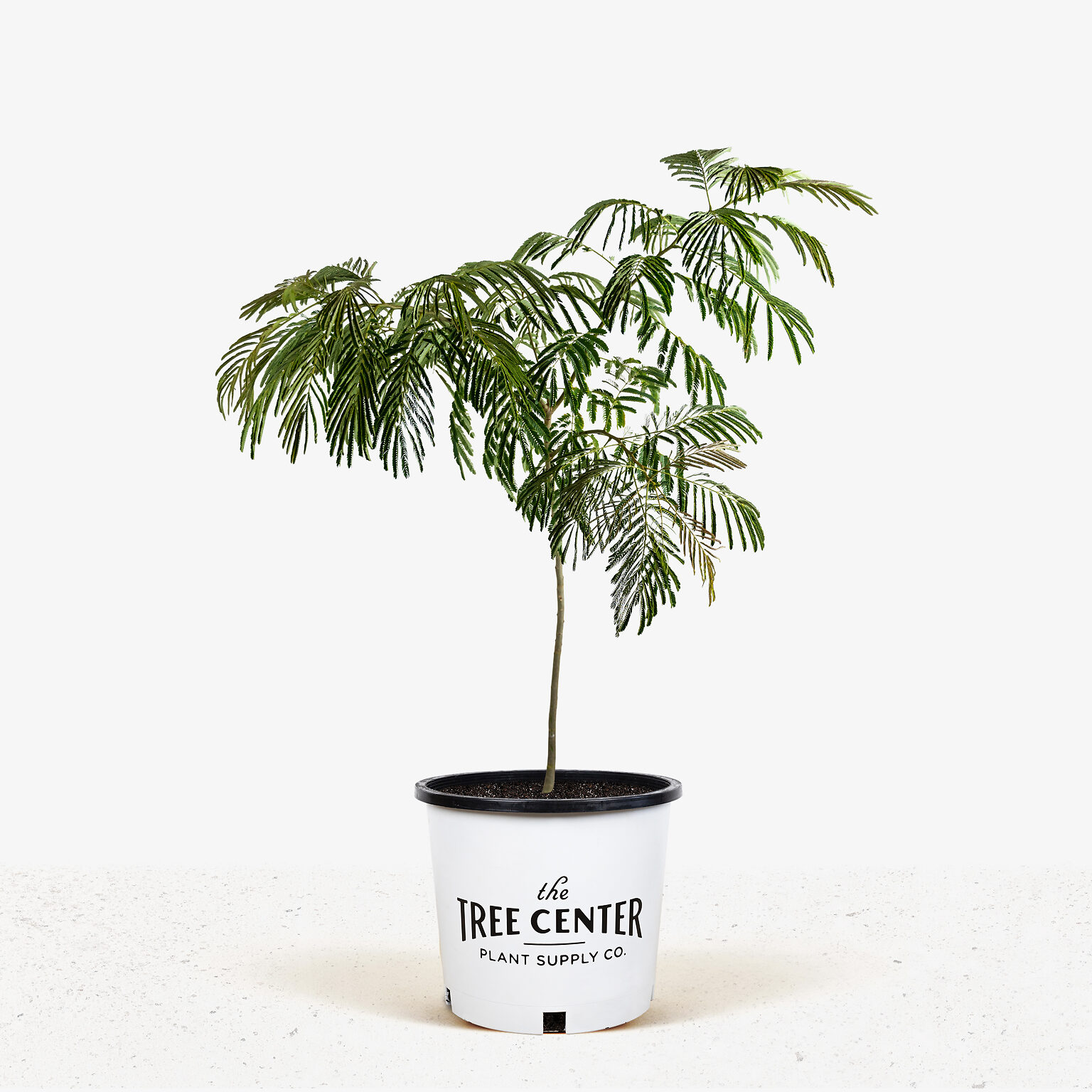 mimosa-tree-for-sale-online-the-tree-center