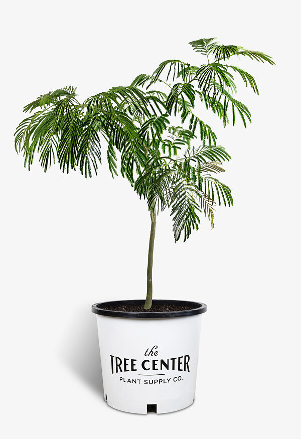 Mimosa Tree For Sale Online The Tree Center