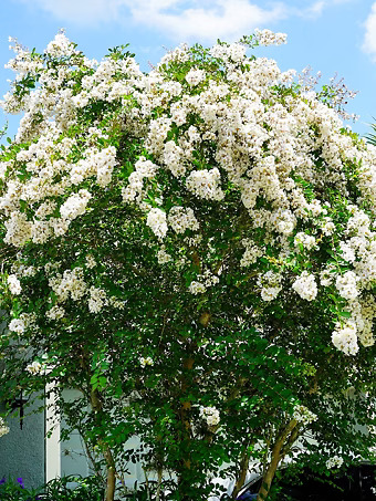 Natchez Crape Myrtle Tree