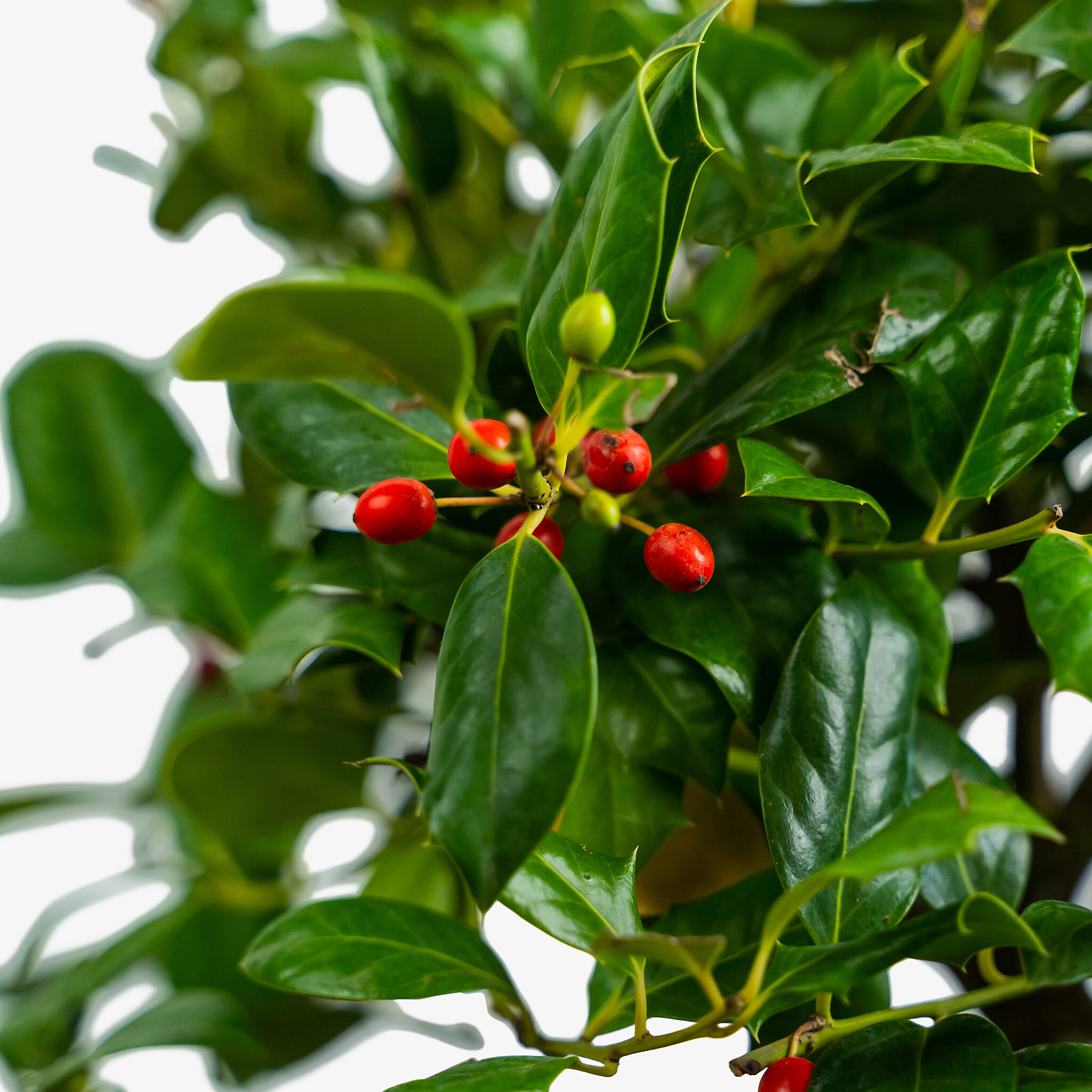 Buy Nellie Stevens Holly Online The Tree Center