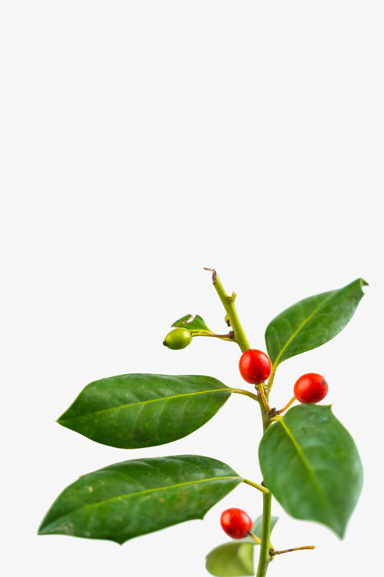 Buy Nellie Stevens Holly Online The Tree Center