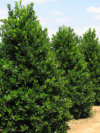 Nellie Stevens Holly