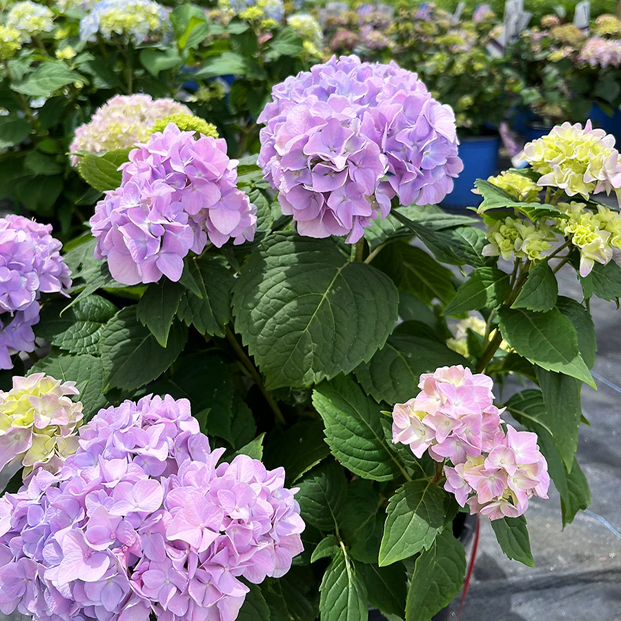Nikko Blue Hydrangea For Sale Online | The Tree Center