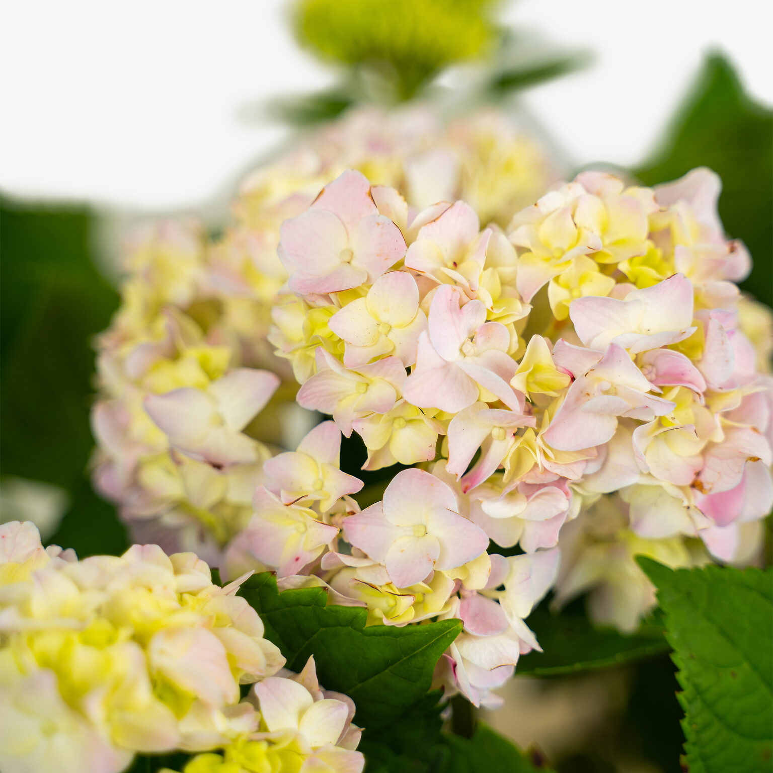 Nikko Blue Hydrangea For Sale Online The Tree Center